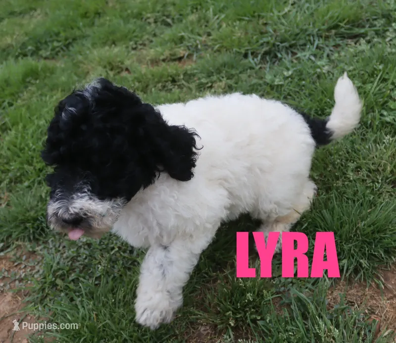 Lyra – Poodle - Standard  puppy for sale in Jasper, AR