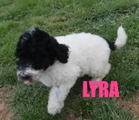 Lyra, a male Poodle - Standard  for sale in Jasper, AR – 1 of 8