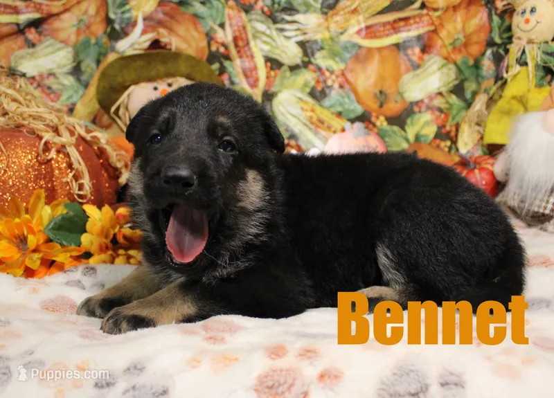 Bennit – German Shepherd Dog puppy for sale in Jasper, AR