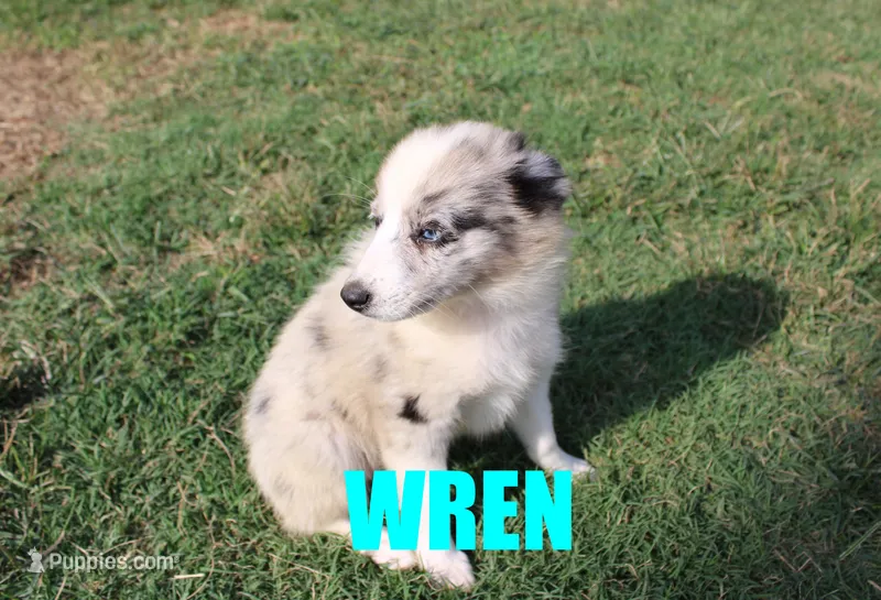 Wren – Miniature Australian Shepherd puppy for sale in Jasper, AR