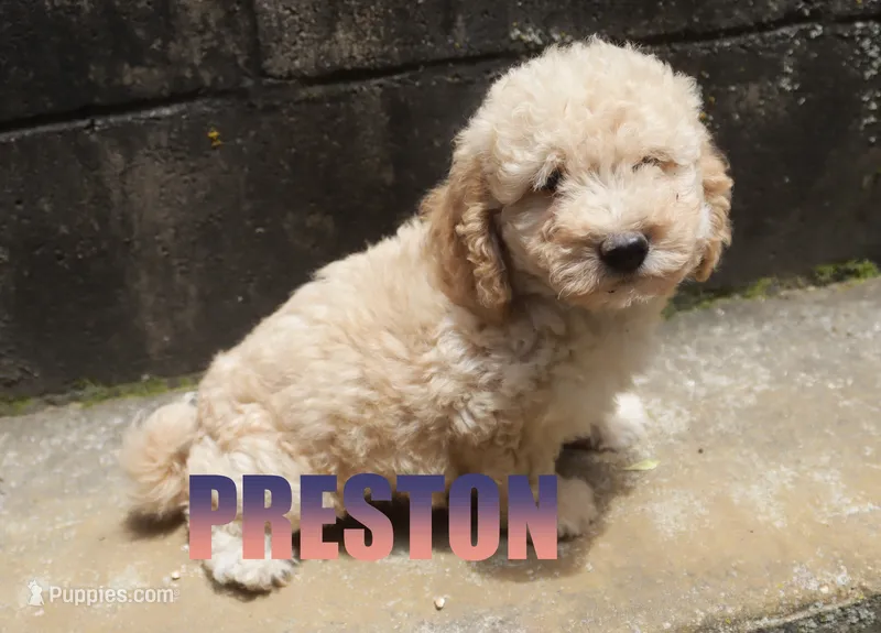 preston – Poodle - Miniature  puppy for sale in Jasper, AR