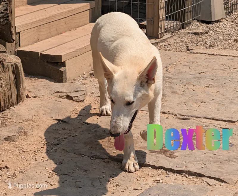 Dexter – German Shepherd Dog puppy for sale in Jasper, AR