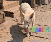 Dexter, a male German Shepherd Dog for sale in Jasper, AR – 1 of 6