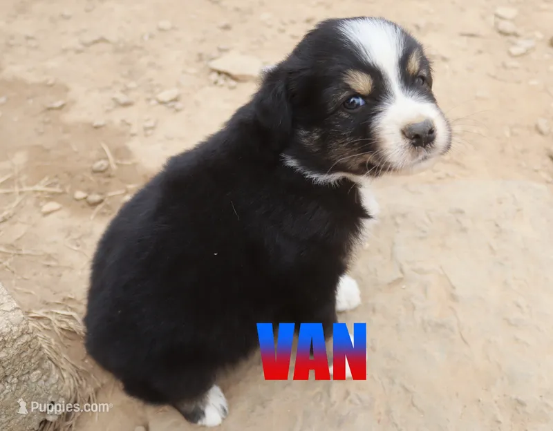 Van – Australian Shepherd puppy for sale in Jasper, AR