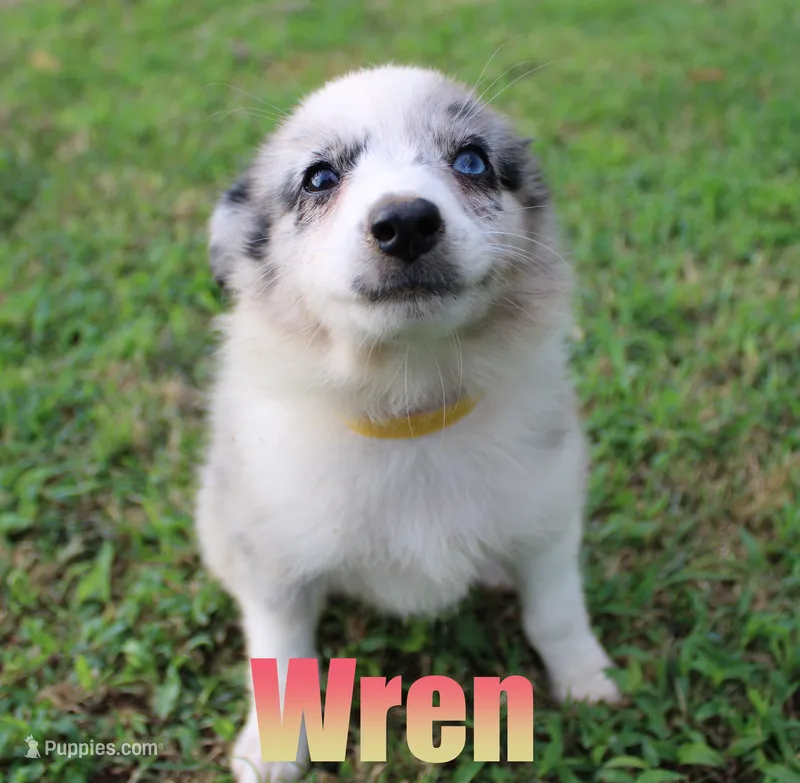 Wren – Miniature Australian Shepherd puppy for sale in Jasper, AR