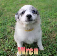 Wren, a female Miniature Australian Shepherd for sale in Jasper, AR – 1 of 5
