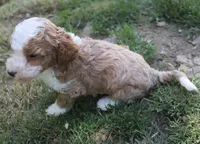 Pixy, a female Poodle - Miniature  for sale in Jasper, AR – 3 of 3