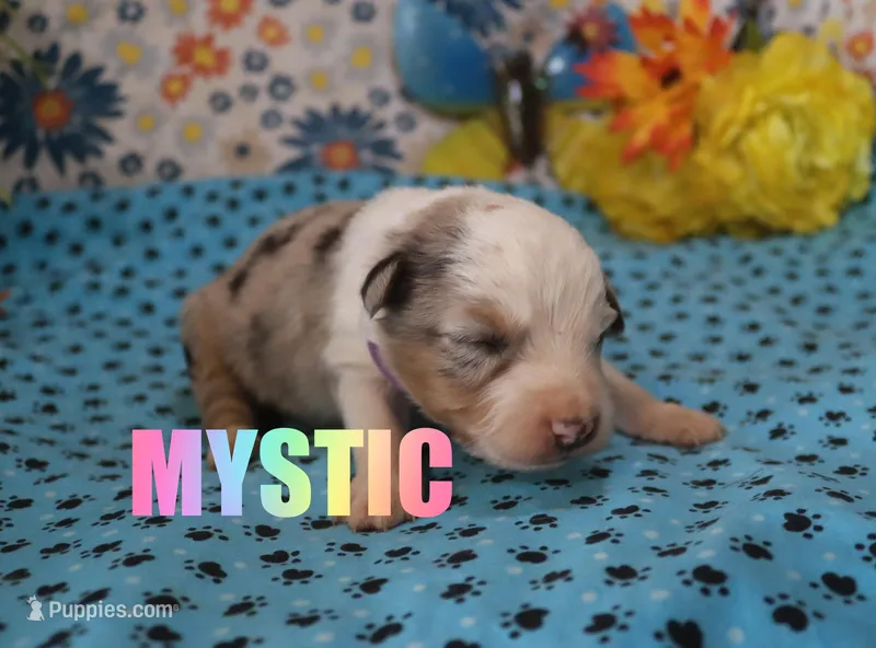 Mystic – Miniature Australian Shepherd puppy for sale in Jasper, AR