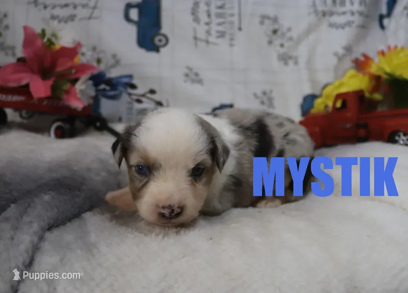 Mystic – Miniature Australian Shepherd puppy for sale in Jasper, AR