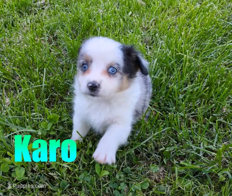 Karo – Miniature Australian Shepherd puppy on hold in Jasper, AR