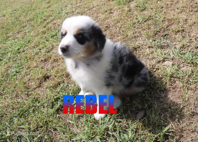 Rebel – Australian Shepherd puppy for sale in Jasper, AR