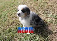 Rebel, a male Australian Shepherd for sale in Jasper, AR – 2 of 4