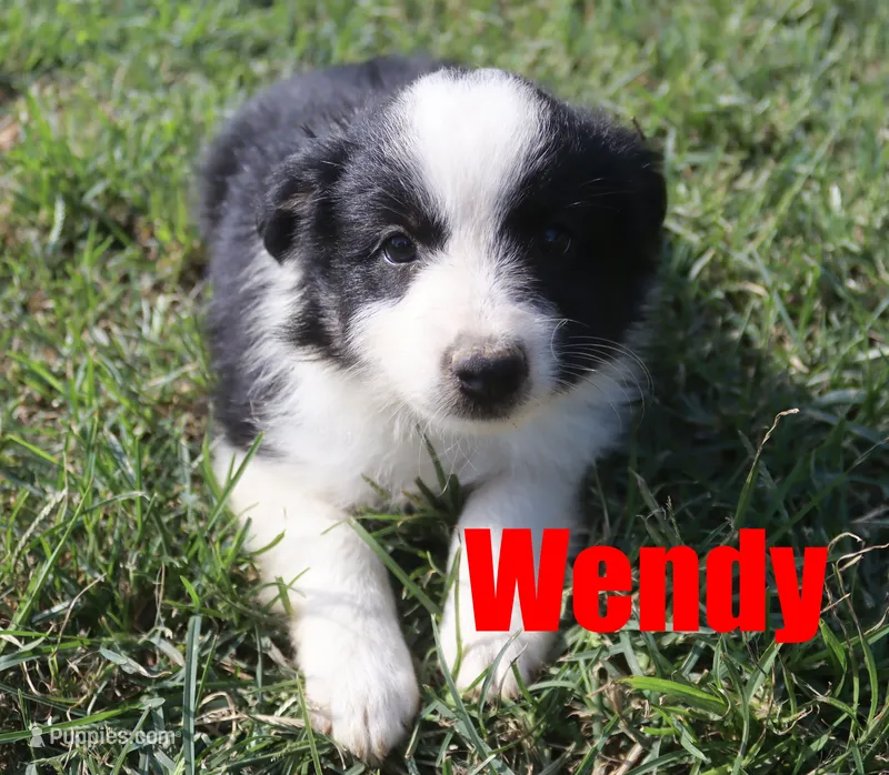 Wendy – Miniature Australian Shepherd puppy for sale in Jasper, AR