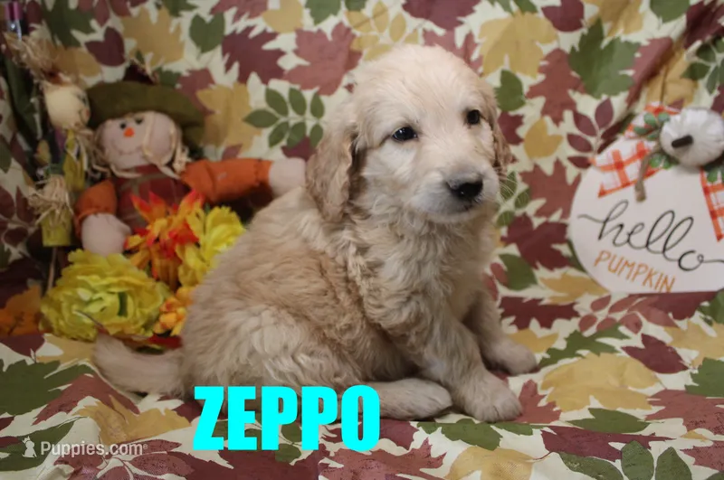 Zeppo – Goldendoodle puppy for sale in Jasper, AR