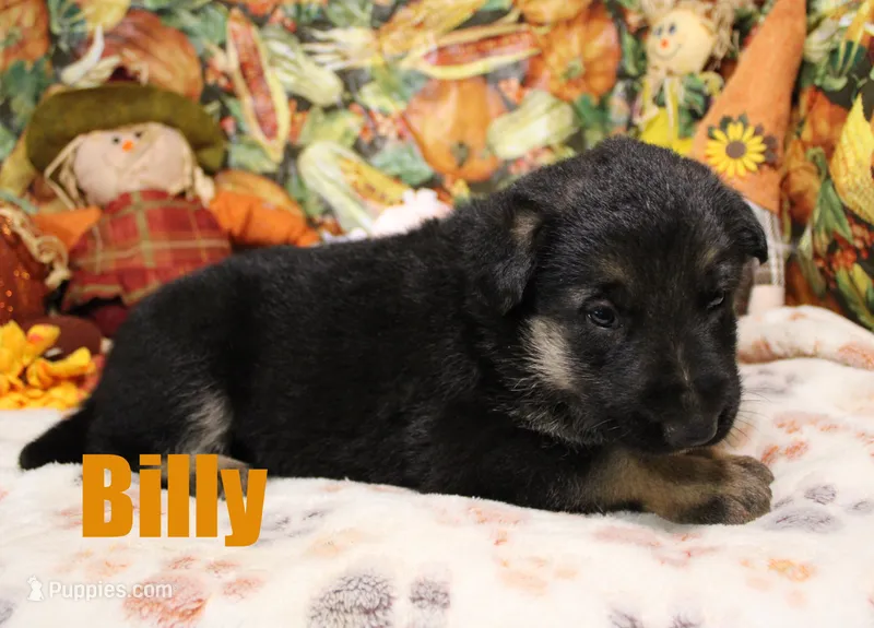 Billy – German Shepherd Dog puppy for sale in Jasper, AR