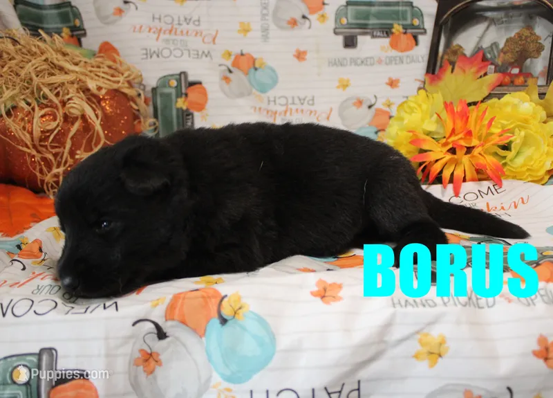 Borus – German Shepherd Dog puppy for sale in Jasper, AR