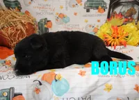 Borus, a male German Shepherd Dog for sale in Jasper, AR – 1 of 1