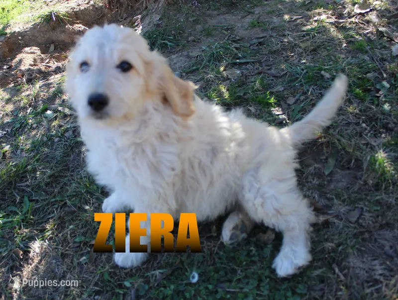 Ziera – Goldendoodle puppy for sale in Jasper, AR