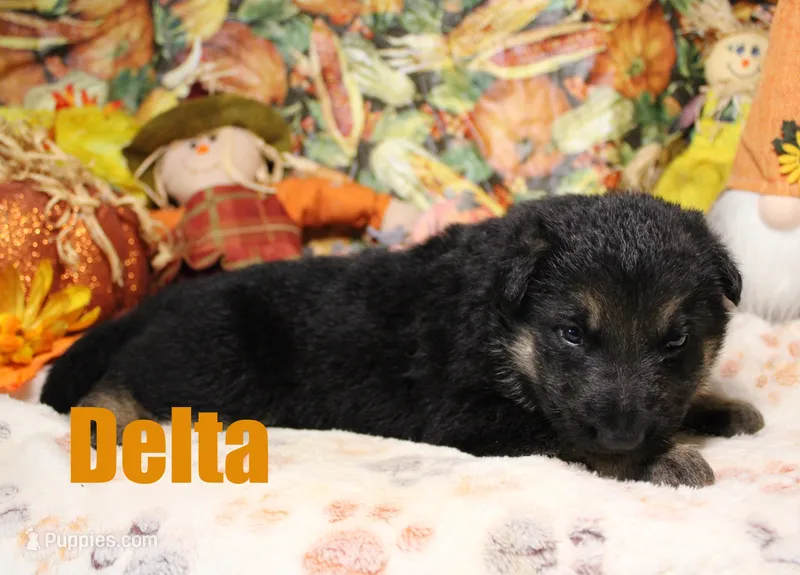 Delta – German Shepherd Dog puppy for sale in Jasper, AR