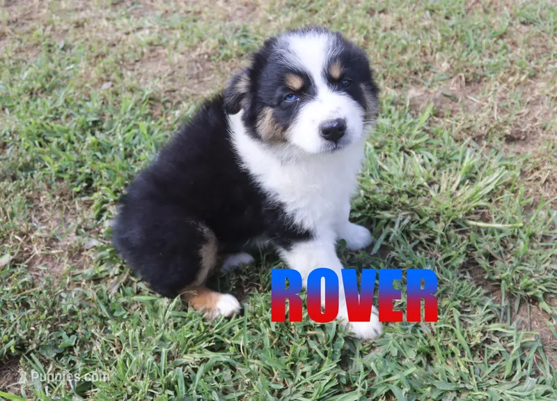 Rover – Australian Shepherd puppy for sale in Jasper, AR