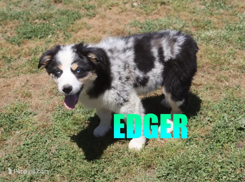 Edger – Australian Shepherd puppy for sale in Jasper, AR