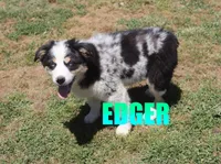 Edger, a male Australian Shepherd for sale in Jasper, AR – 3 of 10