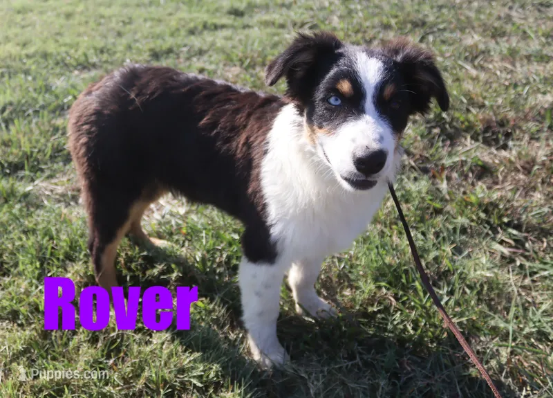 Rover – Australian Shepherd puppy for sale in Jasper, AR