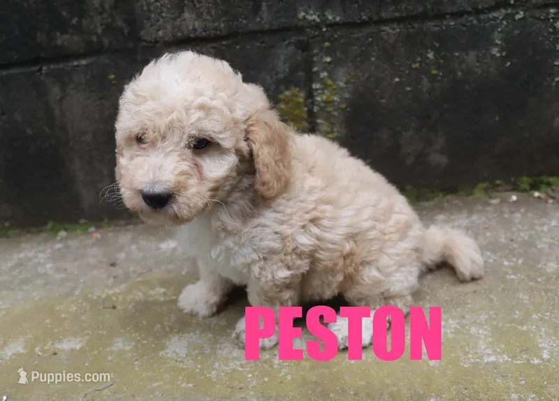 preston – Poodle - Miniature  puppy for sale in Jasper, AR