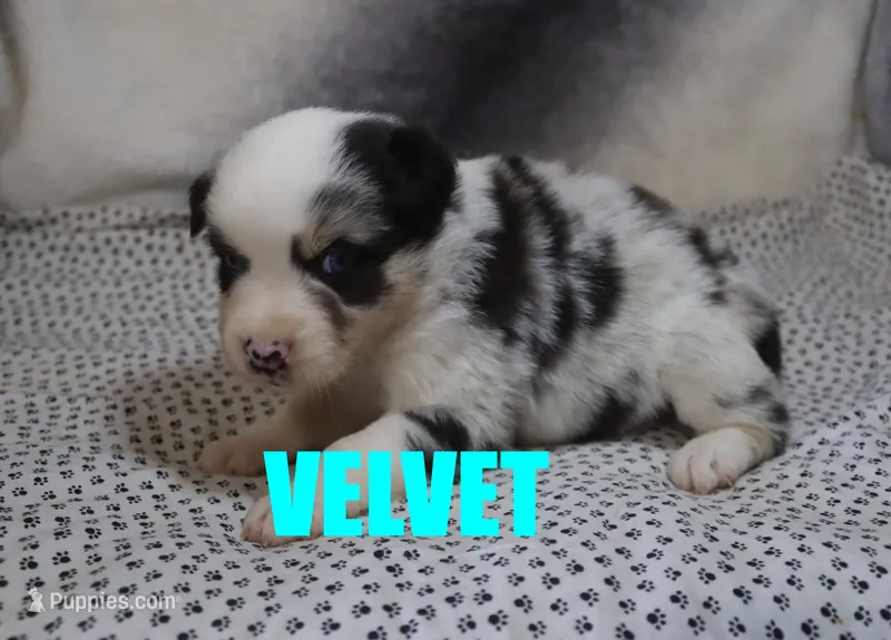 Velvet – Australian Shepherd puppy for sale in Jasper, AR