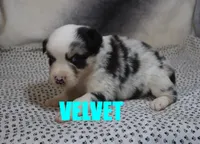 Velvet, a female Australian Shepherd for sale in Jasper, AR – 7 of 8