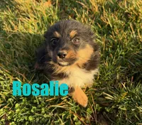 Rosalie, a female Miniature Australian Shepherd for sale in Jasper, AR – Photo 3 of 5