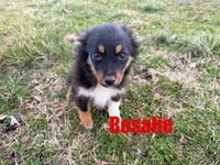 Rosalie, a female Miniature Australian Shepherd for sale in Jasper, AR – Photo 1 of 5