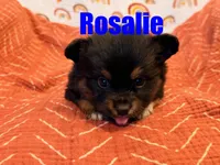 Rosalie, a female Miniature Australian Shepherd for sale in Jasper, AR – Photo 4 of 5