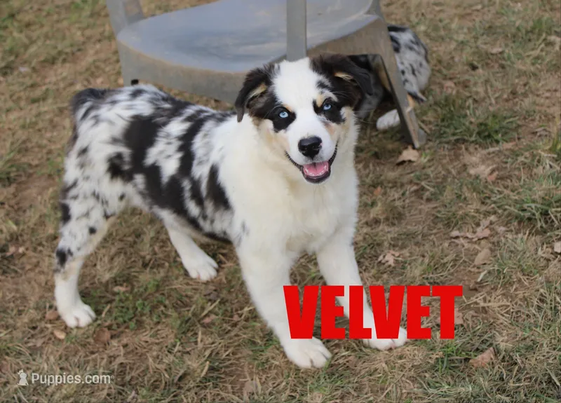 Velvet – Australian Shepherd puppy for sale in Jasper, AR
