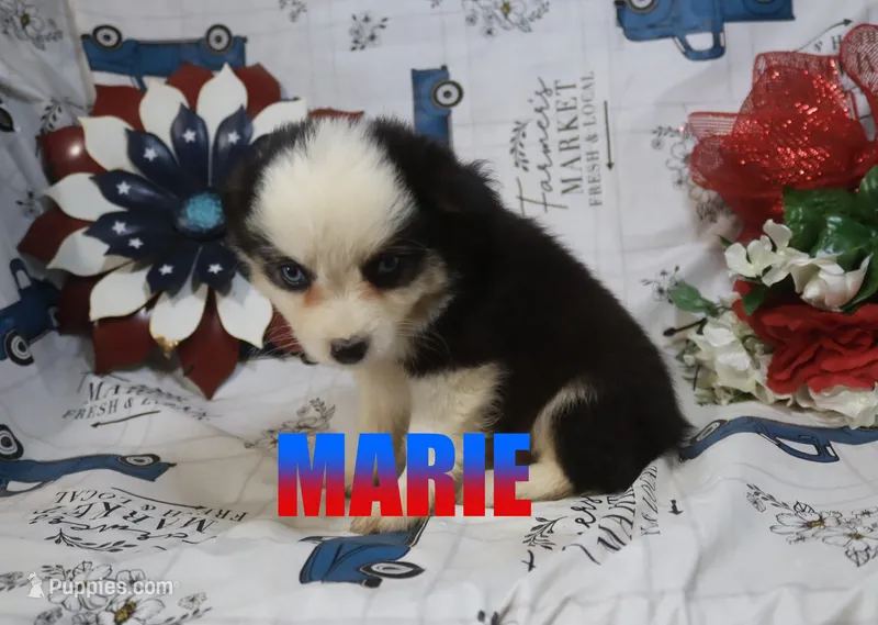 Marie – Miniature Australian Shepherd puppy for sale in Jasper, AR