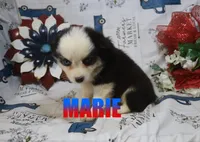 Marie, a female Miniature Australian Shepherd for sale in Jasper, AR – 2 of 8