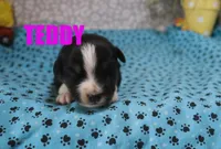 Teddy, a male Miniature Australian Shepherd for sale in Jasper, AR – 2 of 2