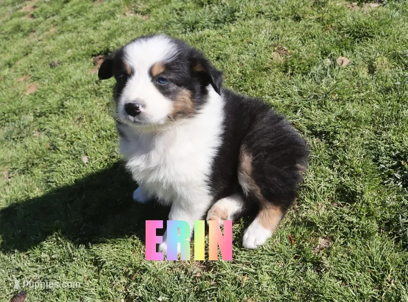 Erin – Australian Shepherd puppy for sale in Jasper, AR