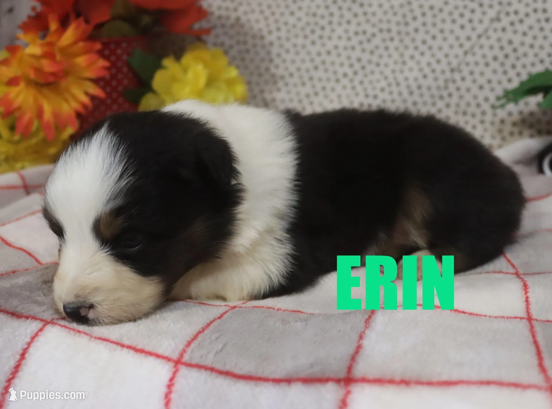 Erin, a female Australian Shepherd for sale in Jasper, AR – Photo 5 of 6