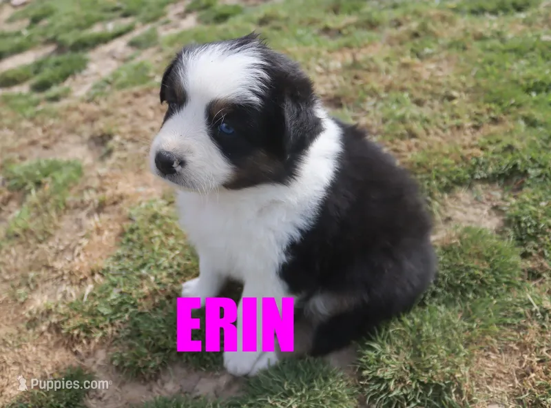 Erin – Australian Shepherd puppy for sale in Jasper, AR