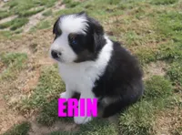 Erin, a female Australian Shepherd for sale in Jasper, AR – Photo 3 of 6
