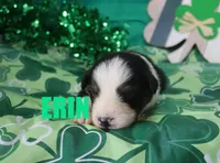Erin, a female Australian Shepherd for sale in Jasper, AR – Photo 6 of 6