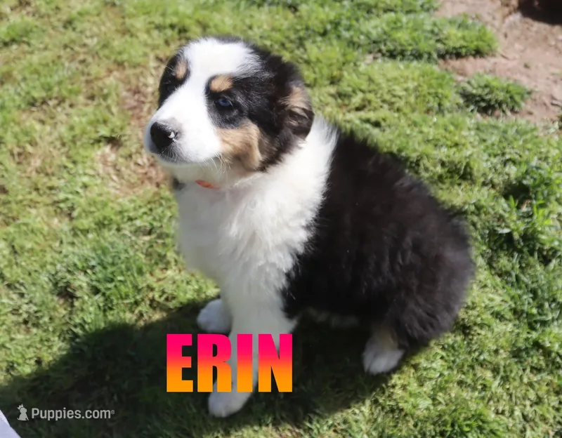 Erin – Australian Shepherd puppy for sale in Jasper, AR