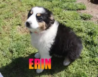 Erin, a female Australian Shepherd for sale in Jasper, AR – 4 of 9