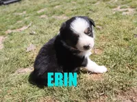 Erin, a female Australian Shepherd for sale in Jasper, AR – Photo 4 of 6
