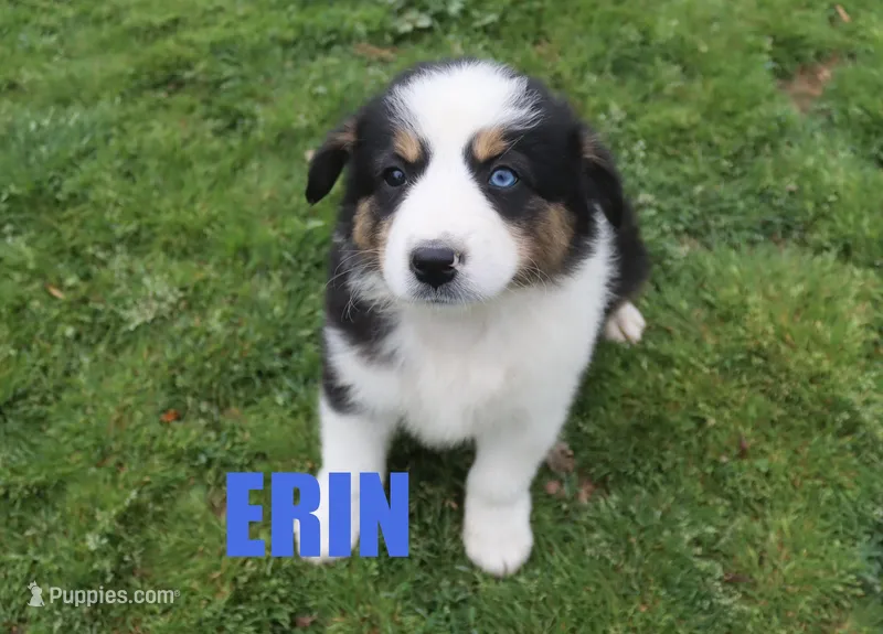 Erin – Australian Shepherd puppy for sale in Jasper, AR