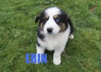 Erin, a female Australian Shepherd for sale in Jasper, AR – Photo 1 of 6