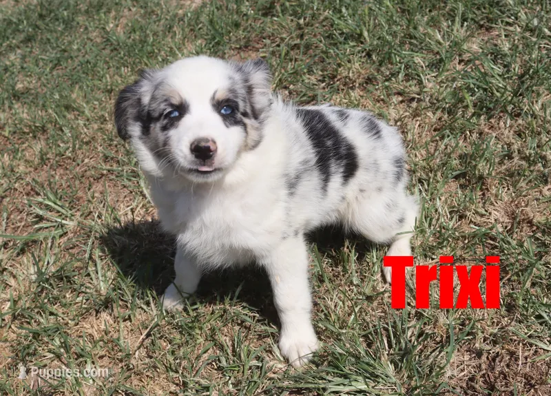 Trixie – Miniature Australian Shepherd puppy for sale in Jasper, AR