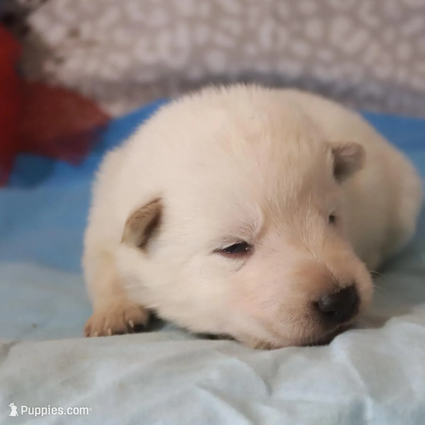 Dove, a male German Shepherd Dog for sale in Jasper, AR – Photo 1 of 1