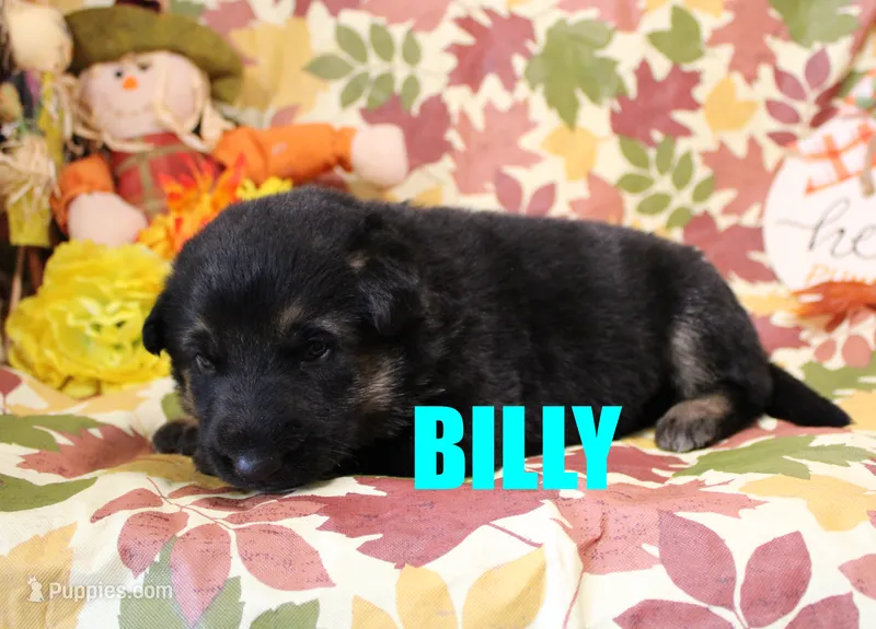 Billy – German Shepherd Dog puppy for sale in Jasper, AR